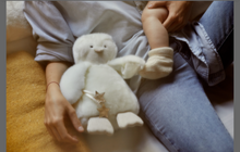 Load image into Gallery viewer, Victor - Plush Toy Penguin
